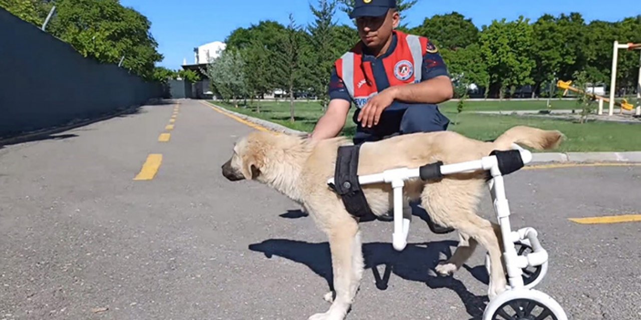 Jandarma’dan felçli köpeğe yardım eli
