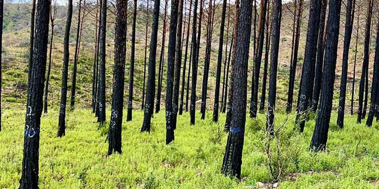 Marmaris ormanları uygulanan özel teknikle eski günlerine dönüyor