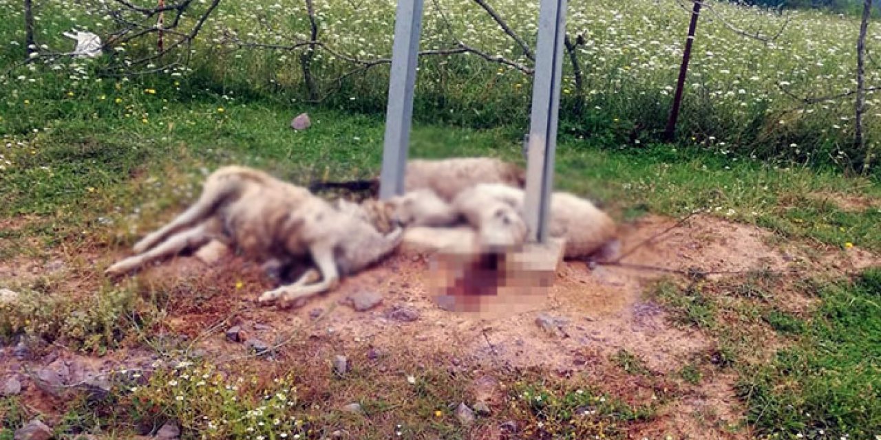 Elektrik akımına kapılan koyunlar öldü