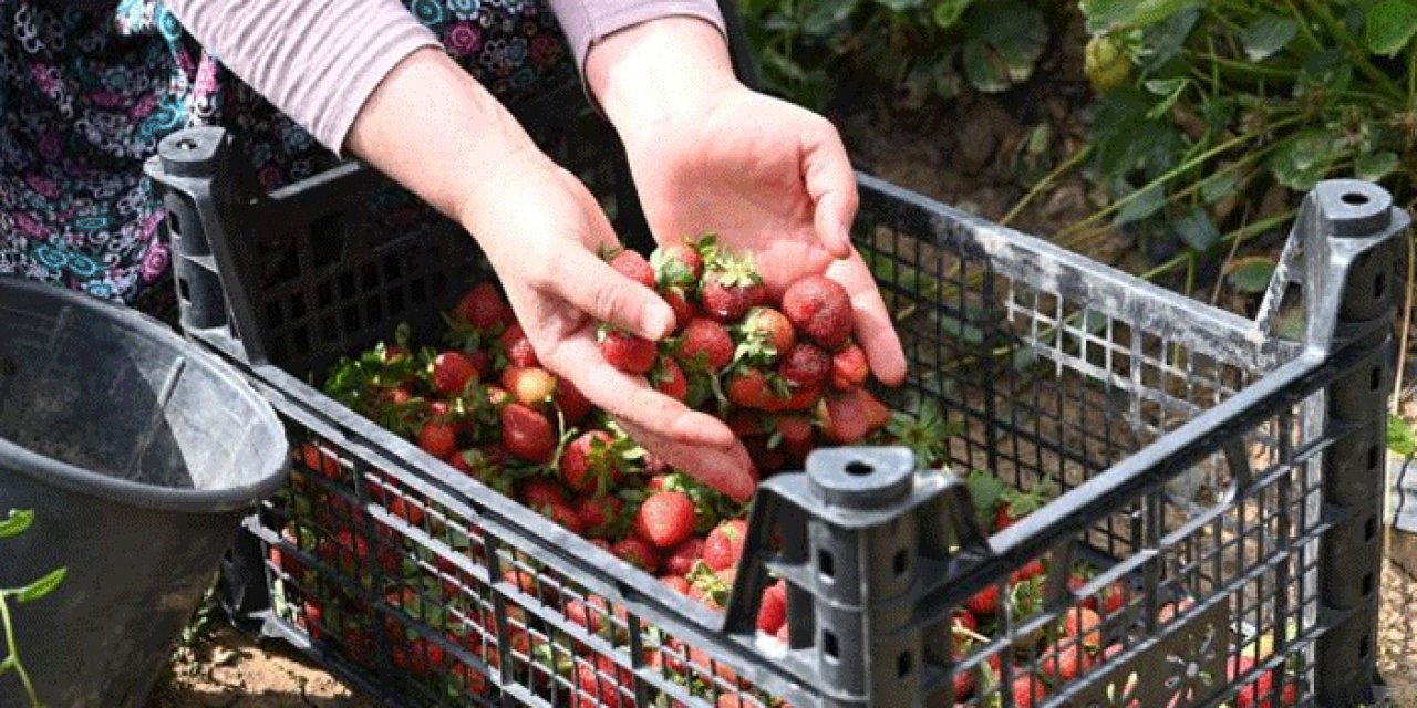 Mamak'ta mevsimin ilk çilekleri toplandı