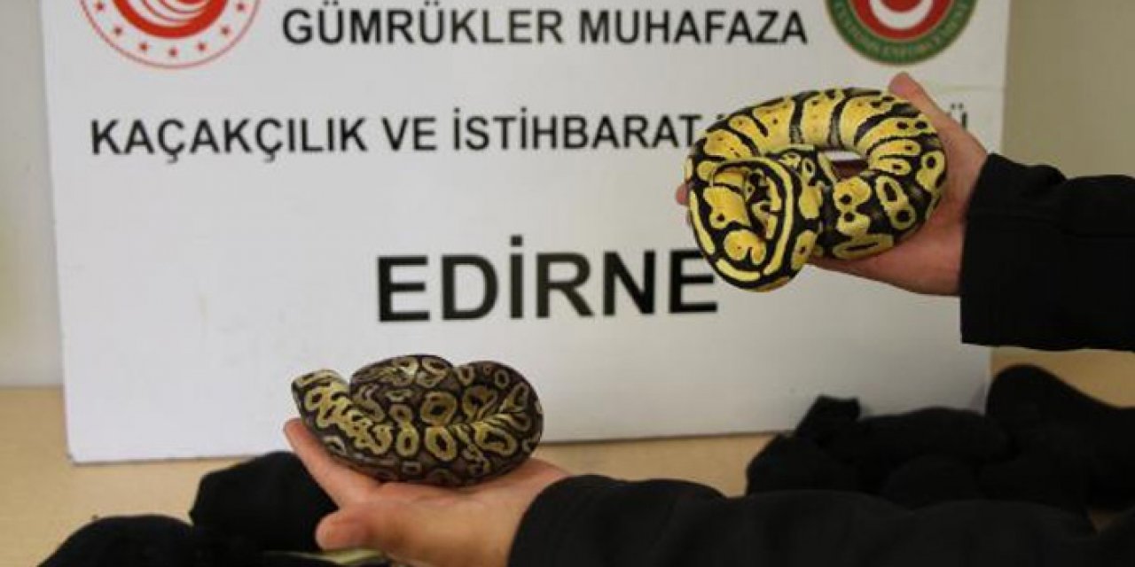 Kapıkule Sınır Kapısı’nda 32 piton yılan ele geçirildi