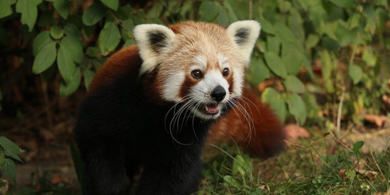 Kızıl panda "yalnız kalmak için" kafesinden kaçtı