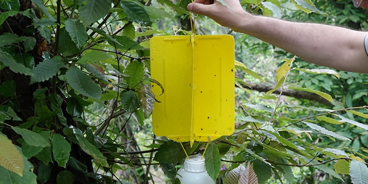 Karadenizli'nin kabusu 'katil arı' için yapışkan tuzaklar hazırlandı