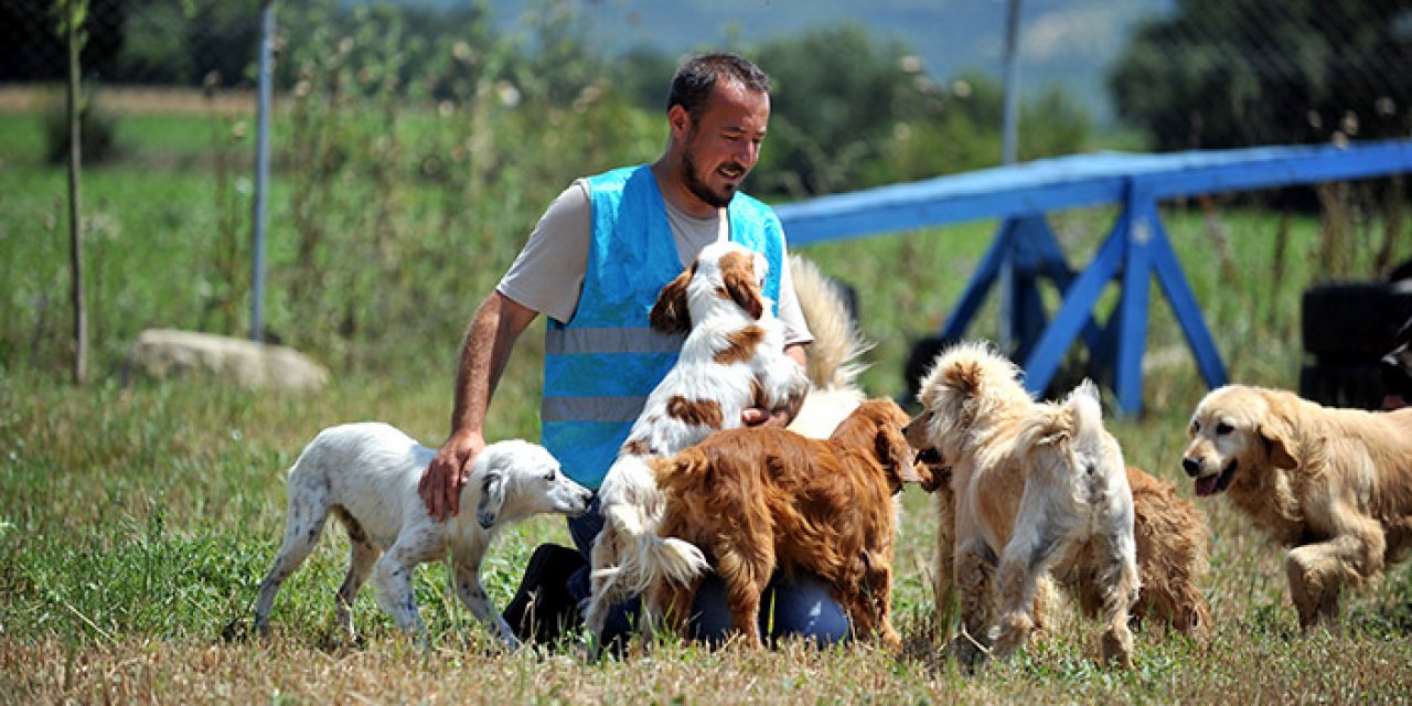 Terk edilen cins köpeklere yuva aranıyor