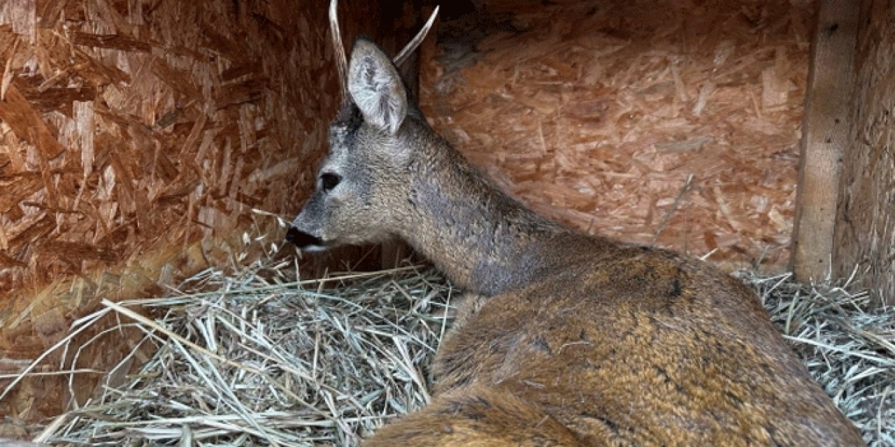 Baraj gölüne düşen karaca kurtarıldı