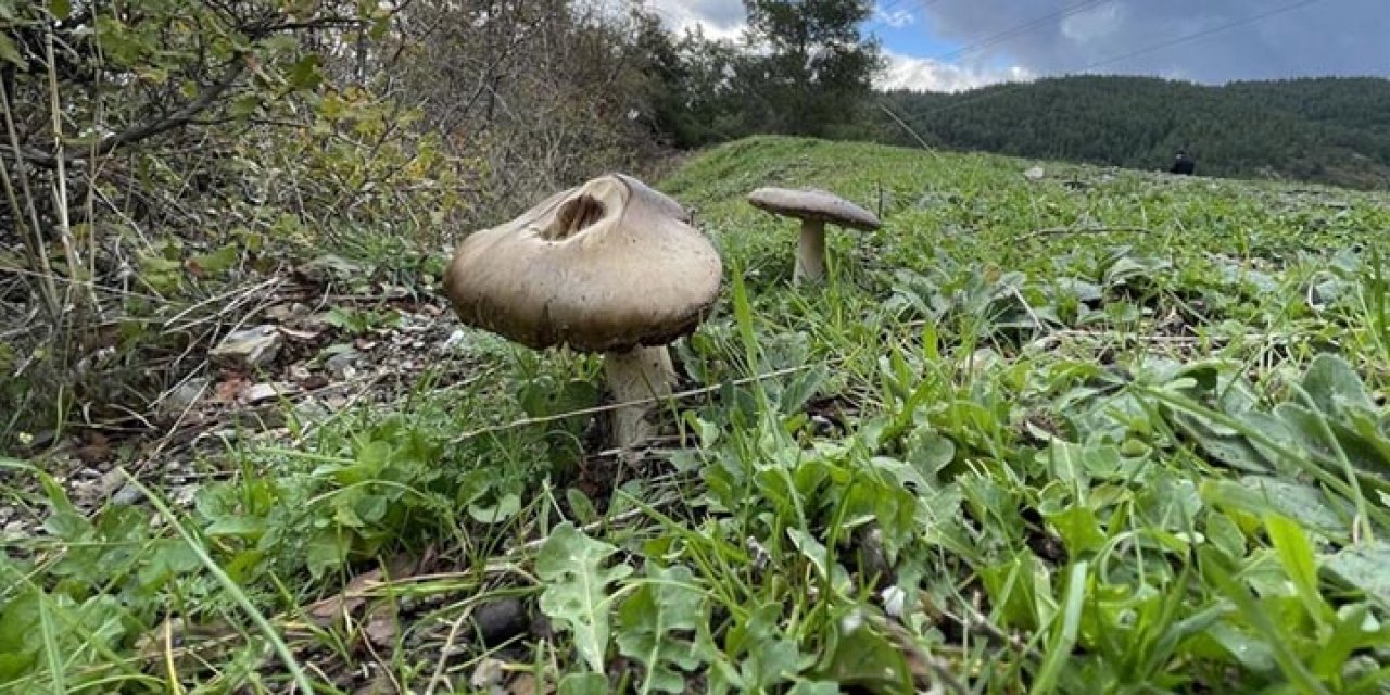 Mantar zehirlenmeleri gün geçtikçe artıyor: 16 saatte ölüme götürüyor
