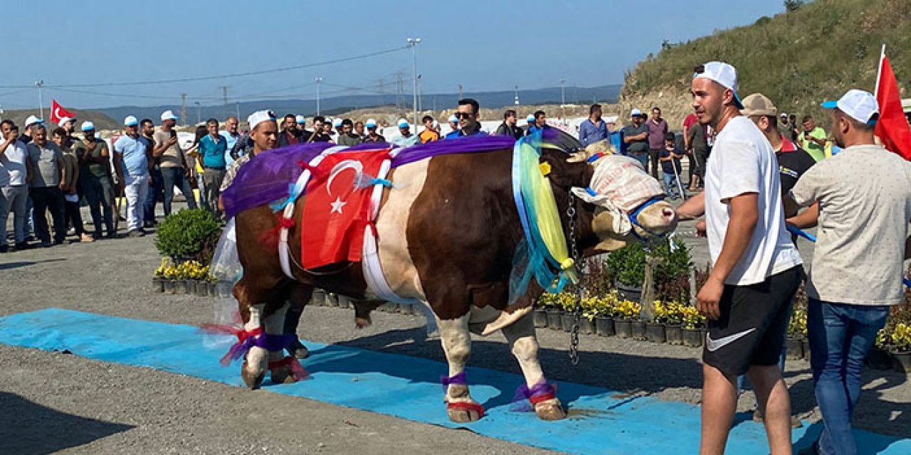 En güzel kurbanlıklar podyuma çıktı