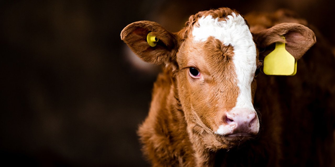 Kurban keserken bunlara dikkat! Salgın hastalığa sebep olmayın