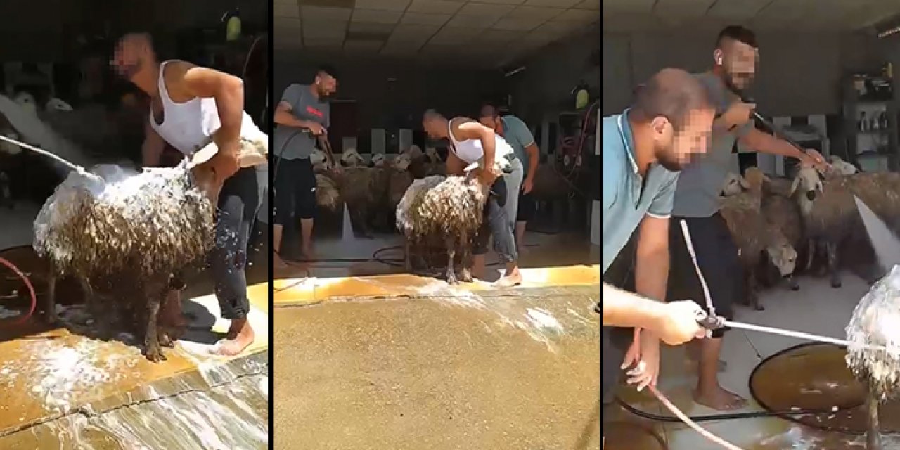 Oto şampuanıyla kurbanlık yıkadılar