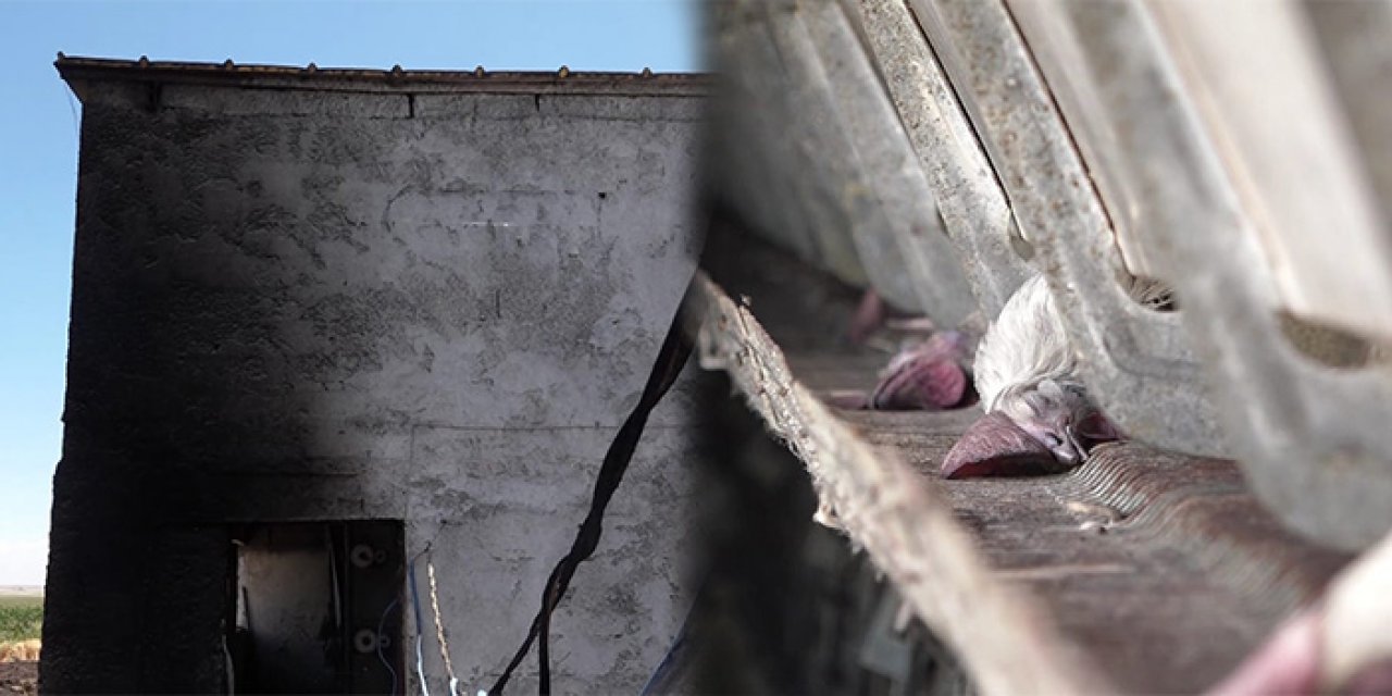 Diyarbakır’da bir çiftlikte çıkan yangında 12 bin 500 tavuk öldü