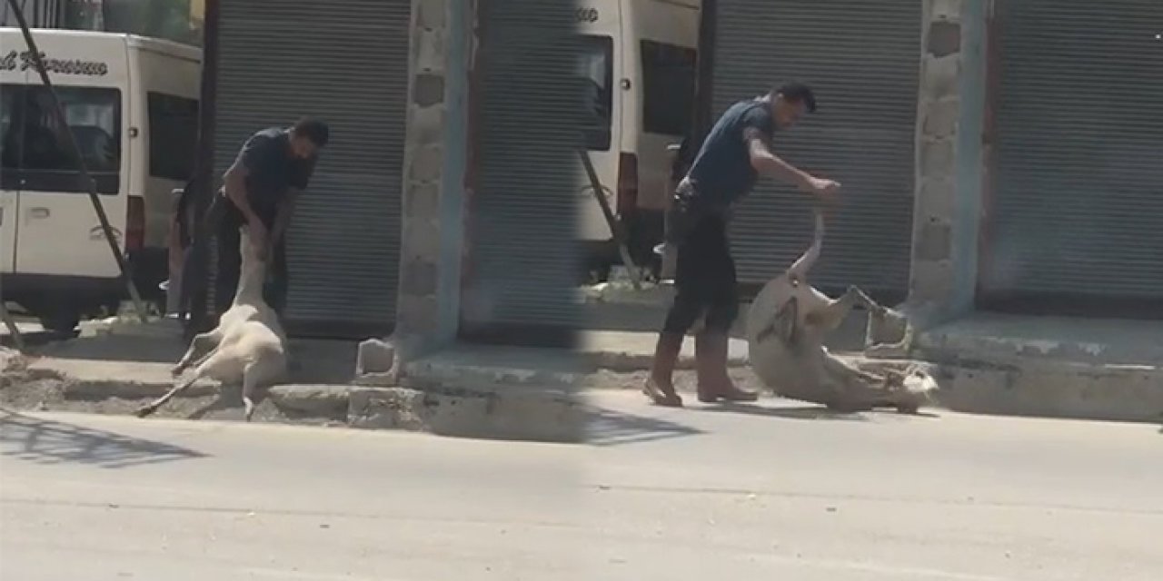 Yol ortasında koyunu darbedip bayılttı