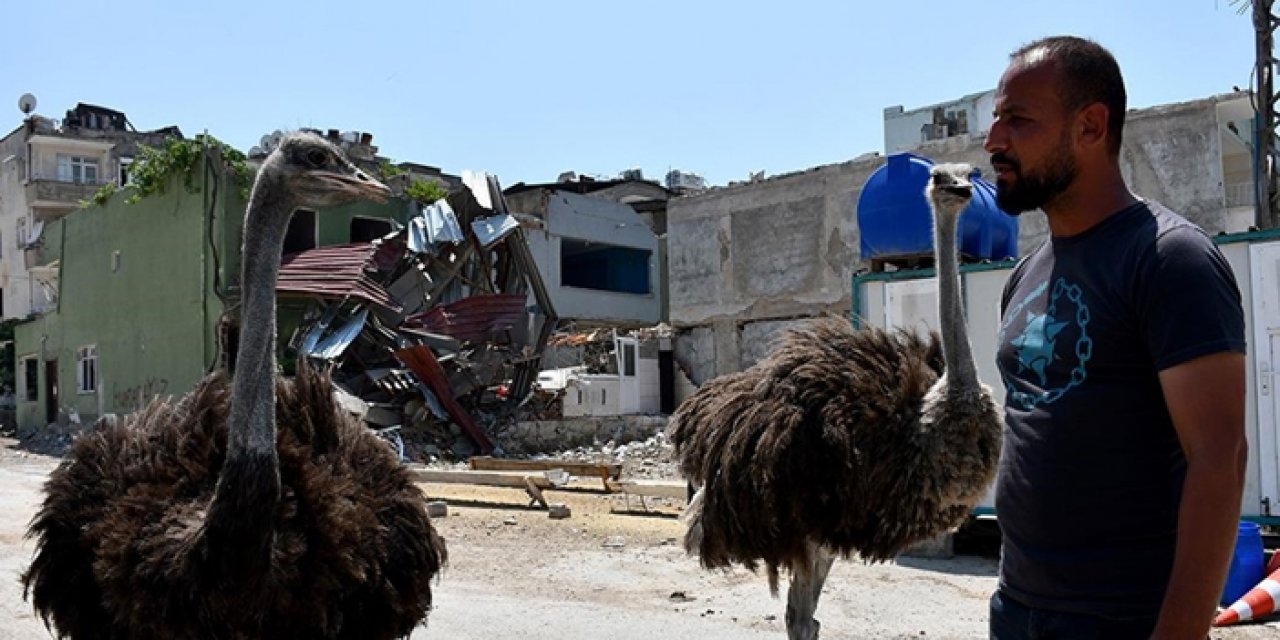 Depremden kurtardığı deve kuşlarına bakıyor