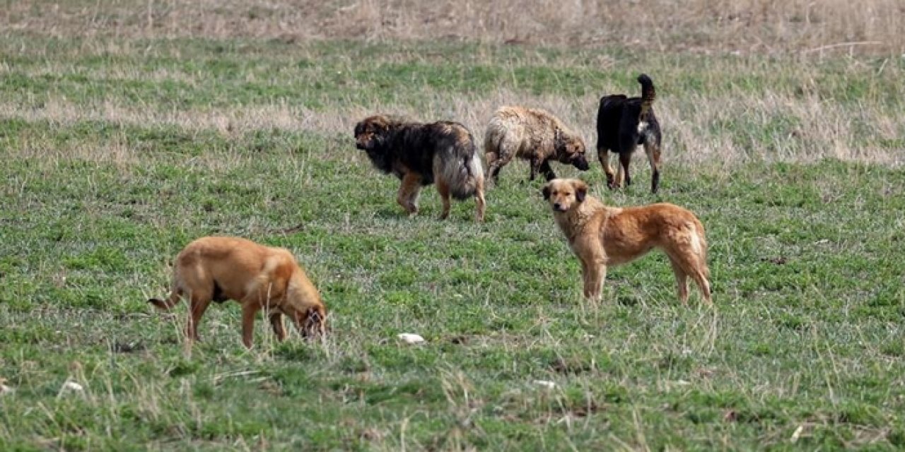 Ankaralıların başıboş köpek sorunu bitmiyor: Altındağ, Mamak, Çankaya... Birçok semtte durum aynı!