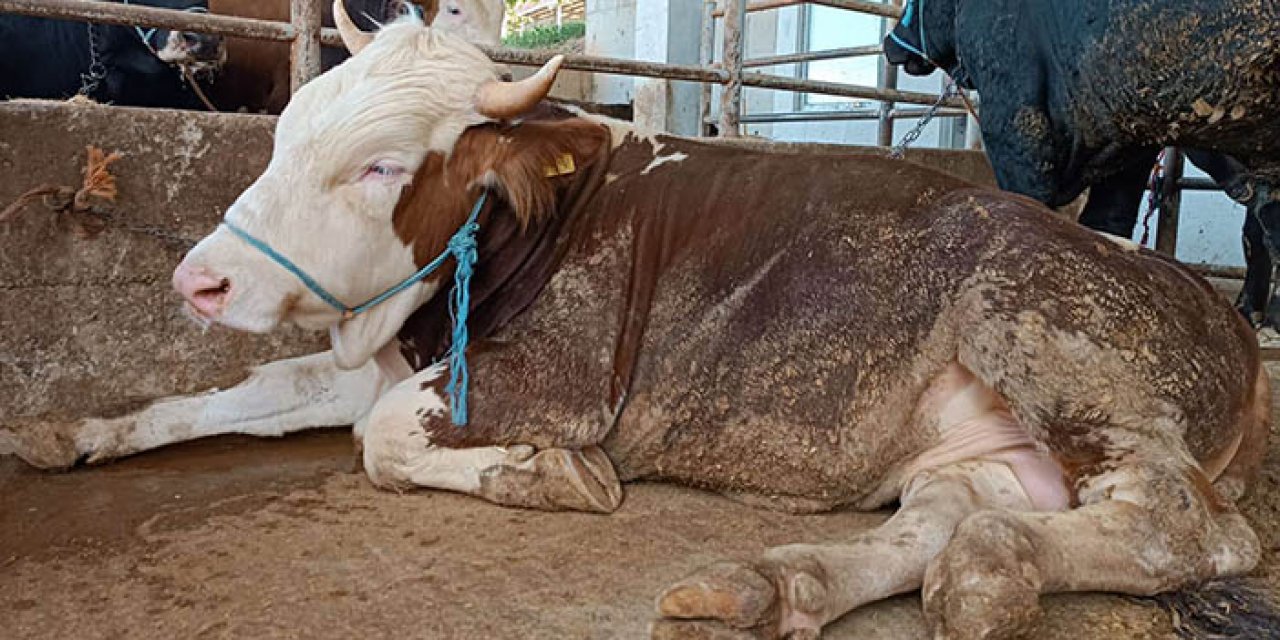 Kurban alırken aman dikkat: Ankara’da şap yeniden nüksetti