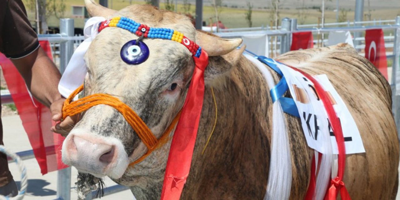 Gölbaşı'nda 'Kurban Güzellik Yarışması'