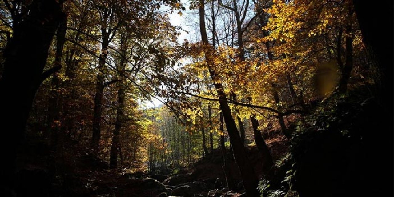 Balıkesir’de ormanlık alanlara giriş yasağı
