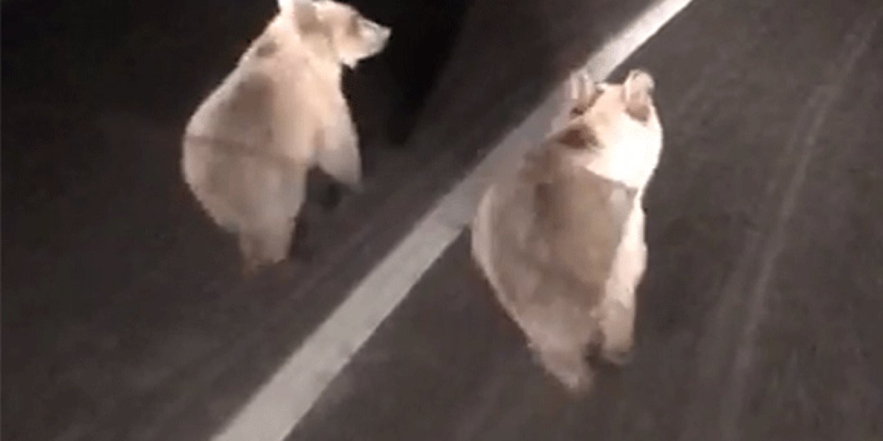 Beypazarı'nda iki ayı yavrusu yola indi