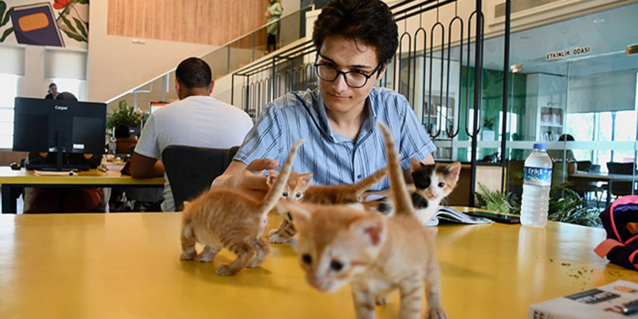 Kediler kütüphaneye renk katıyor