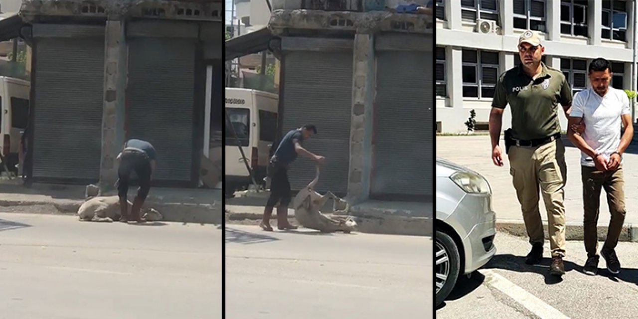 Koyunu bayıltana kadar dövmüştü: Bakın neden yapmış