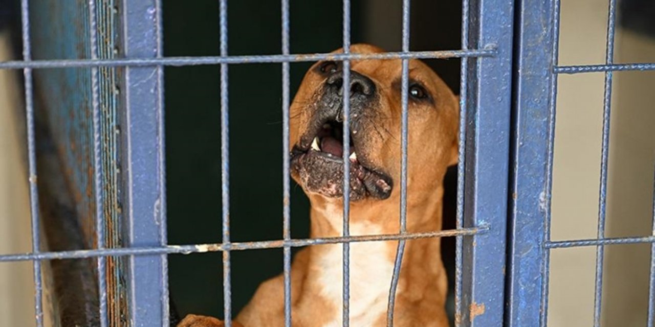 Sokak hayvanları kuduz riskini artırıyor