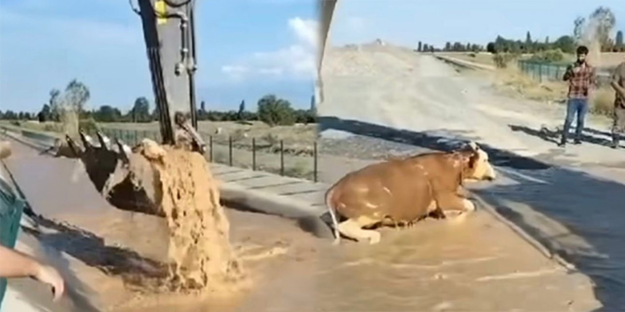 Sulama kanalında sürüklenen kurbanlık kepçe ile kurtarıldı