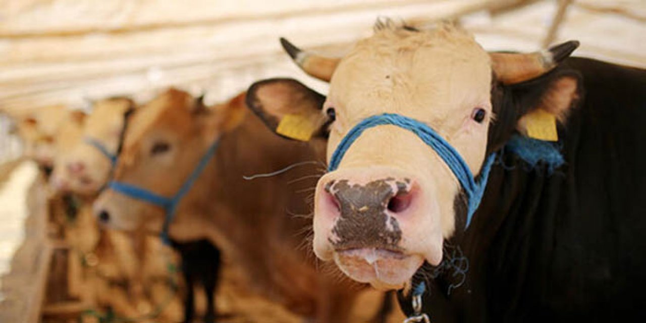 Bakan Yumaklı açıkladı: Kurbanlıklar elde kalmayacak