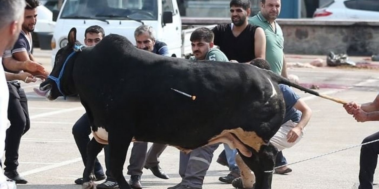 Artvin'de kaçan boğayla kovalamaca