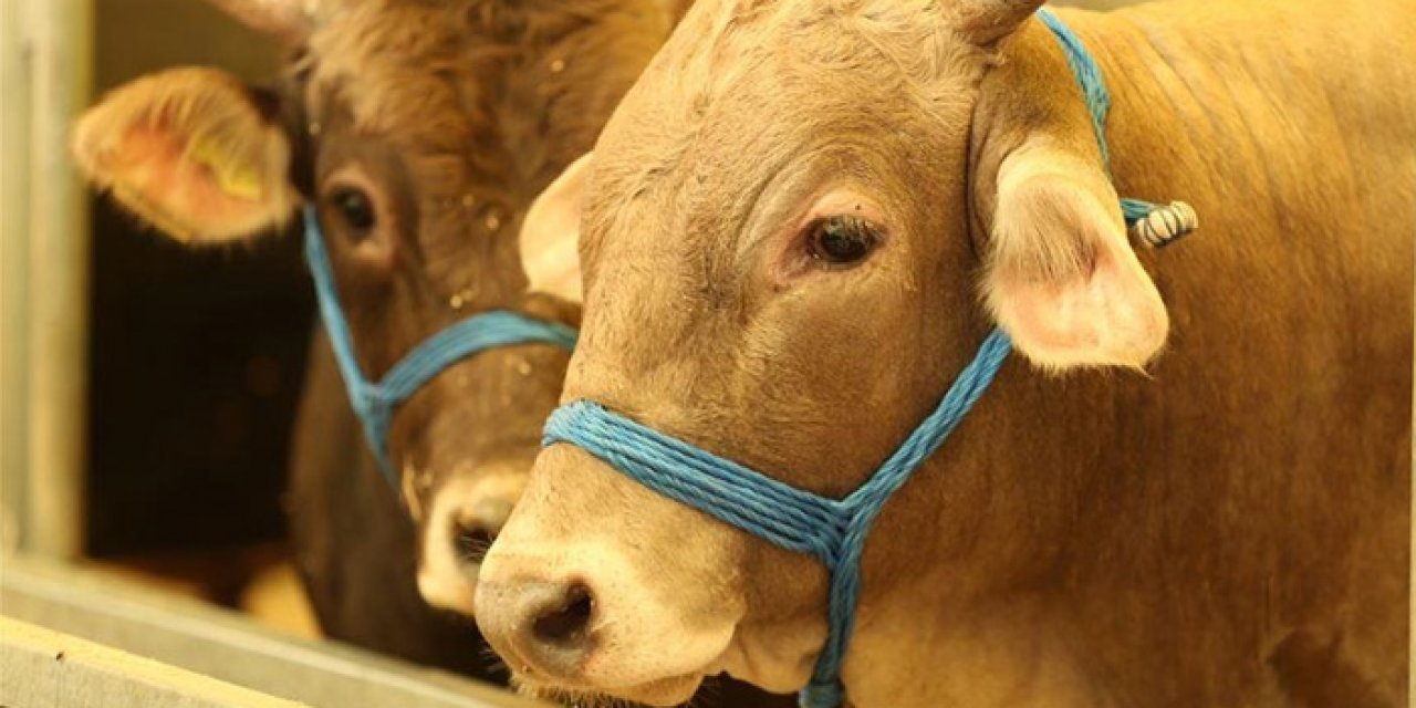 Kurban kesim işini ehline verin