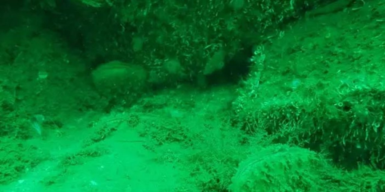 Marmara Denizi’nde müsilaja çare olarak bilinen pinalarda artış görüldü