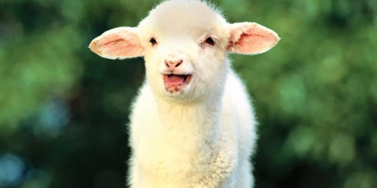 En Güzel Kurban Bayramı Mesajları Nelerdir 2023? En Güzel Kurban Bayramı Mesajları Nelerdir? En Güzel Bayram Mesajları?