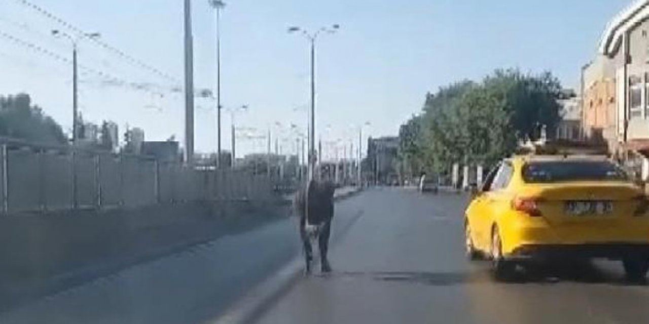 Kurbanlık boğa kaçtı: Sürücülere zor anlar yaşattı