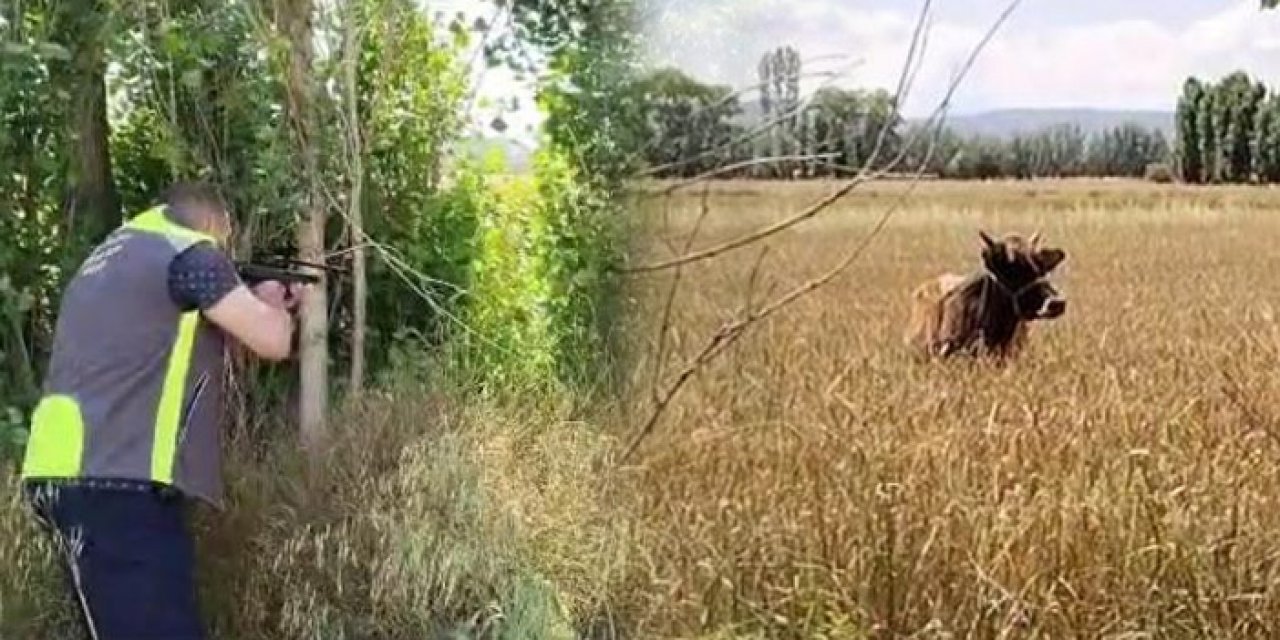 Çorum’da “kaçak inek” operasyonu