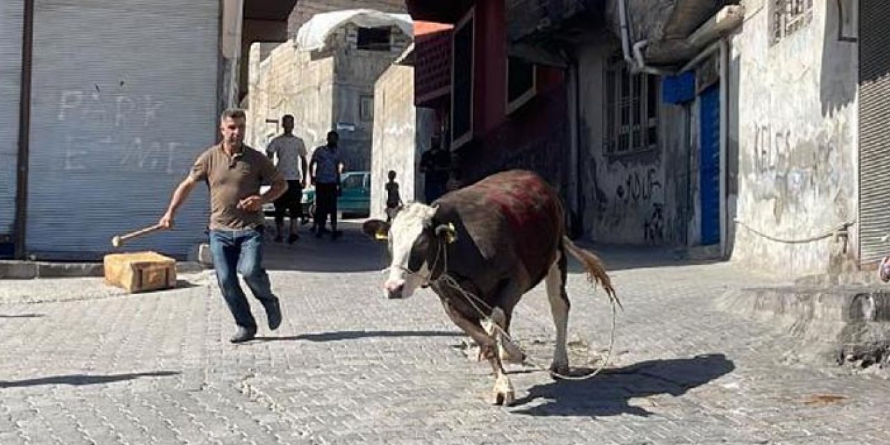 Boğa yakalama operasyonu 2 saat sürdü