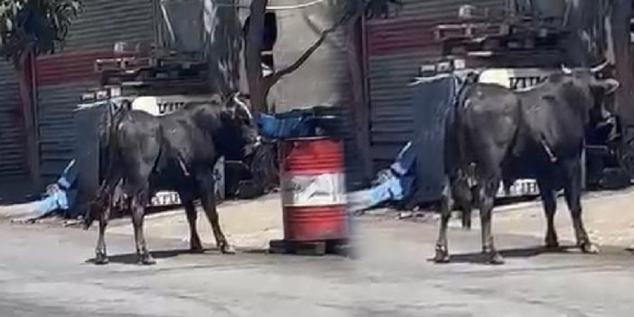 O kaçtı; onlar kovaladı