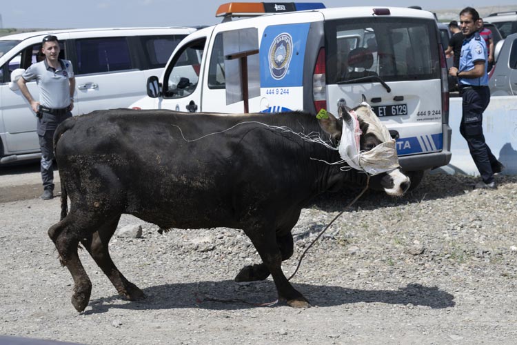 Ankara'da kurban pazarında kaçan boğa panik yaşattı