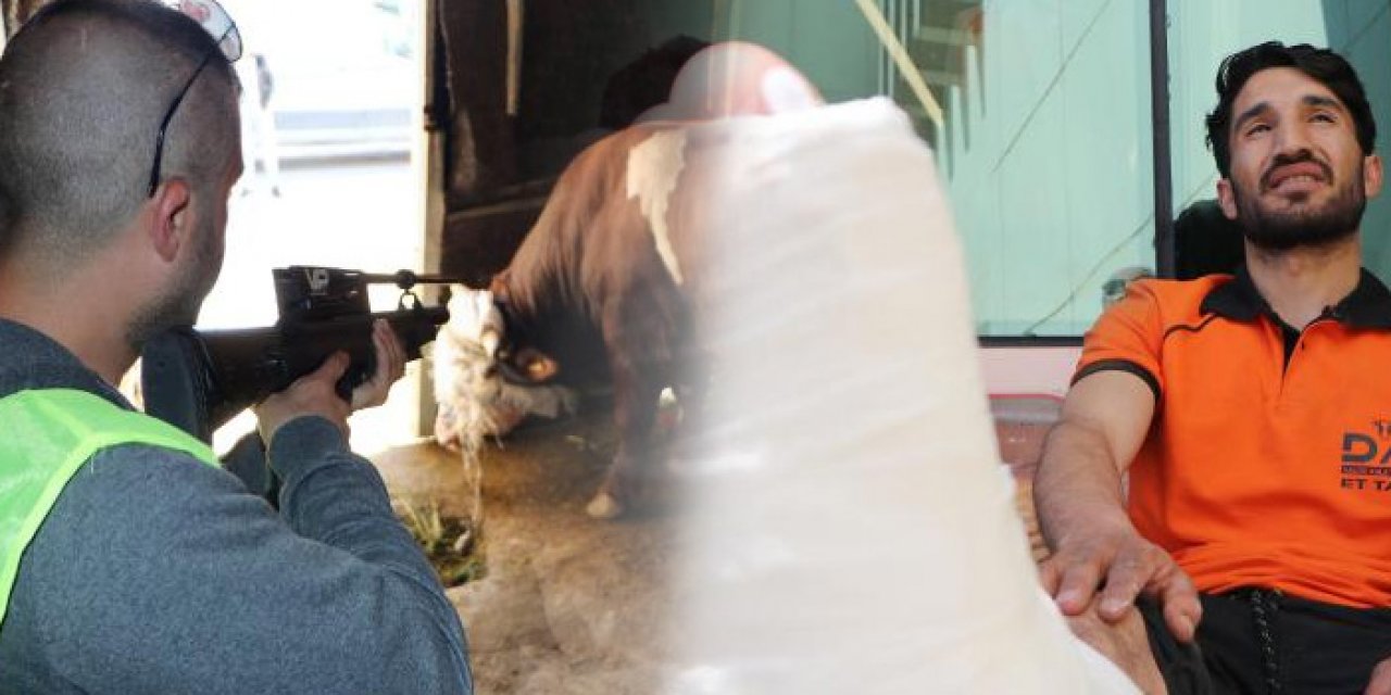 3 günde 93 hayvan uyuşturucu iğneyle yakalandı