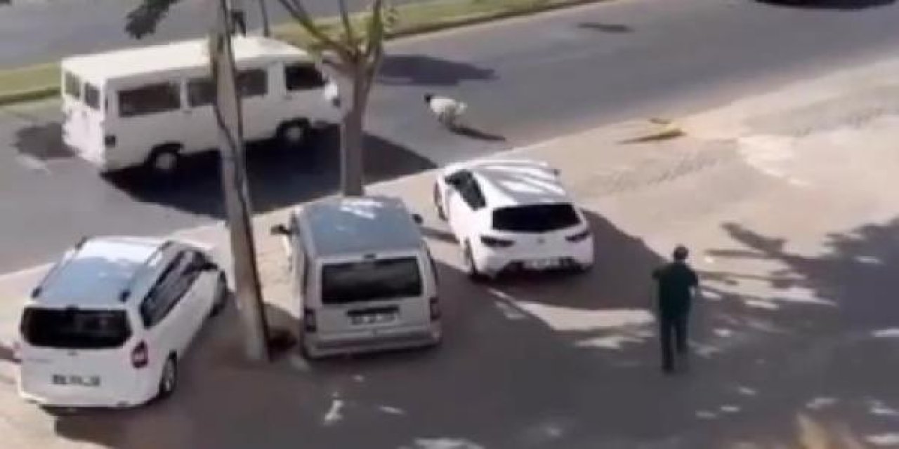 Kaçan kurbanlık koyuna minibüs çarpması sonucu öldü