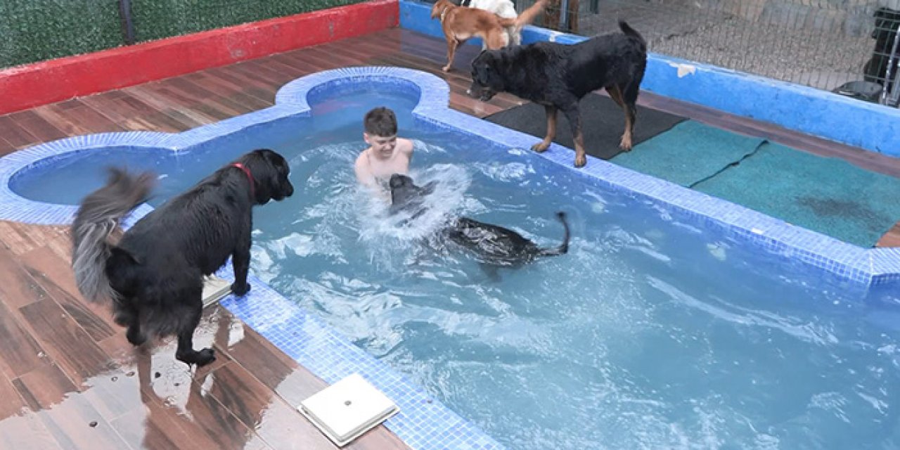 Bayram tatilinde evcil hayvan otellerine yoğun ilgi