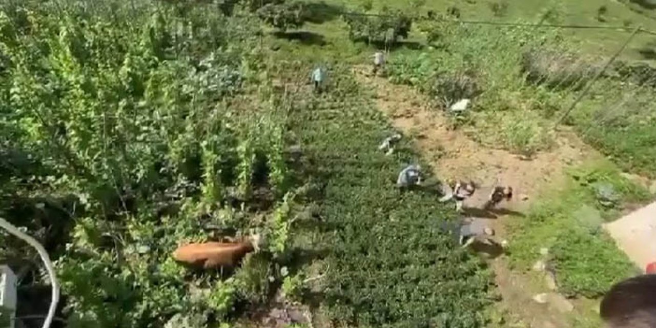 Kaçan kurbanlık boğa zor anlar yaşattı