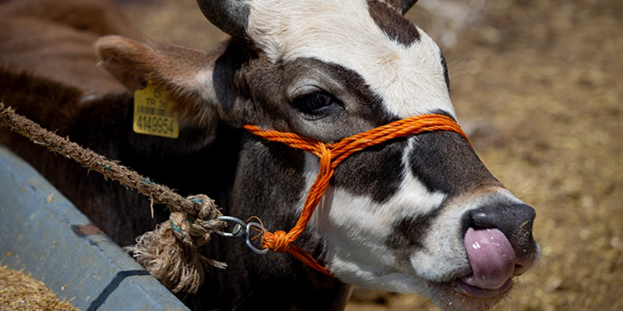 Ankara'nın kurban pazarları bugün de yoğundu: Yenimahalle'de pazarlıklar sıkıydı