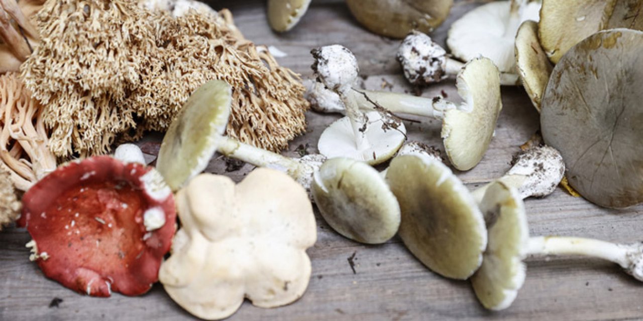 Mantar zehirlenmesi şüphesiyle 6 kişi hastaneye kaldırıldı