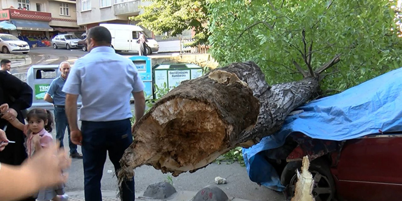 İstanbul'da 2 otomobilin üstünce ağaç devrildi