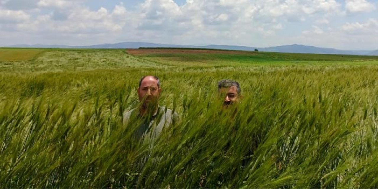 Yağışlar ekinlere yaradı: 180 santimlik buğday yetişti