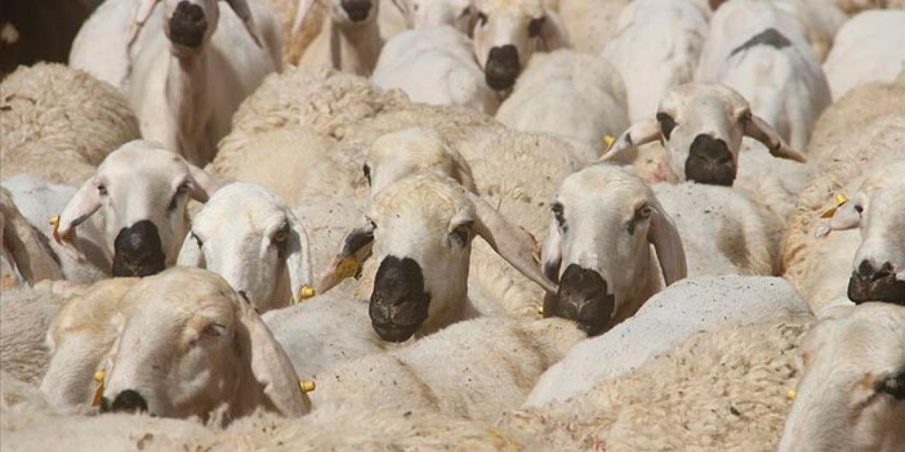 Kurban pazarında rüşvet alan belediye çalışanları tutuklandı