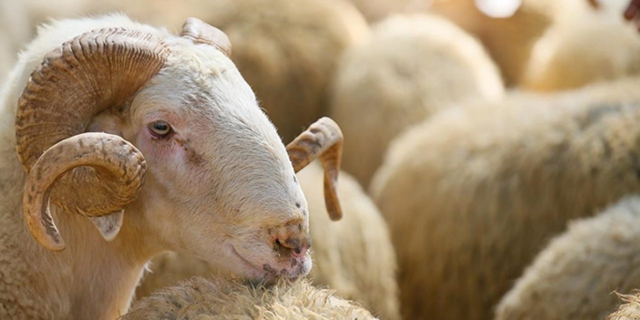 Kurban Bayramı'nda rekor: Türkiye'de 3 milyon küçükbaş hayvan kesildi!