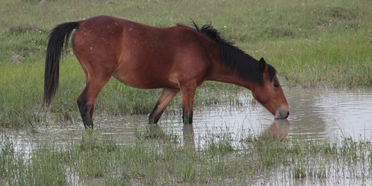 Onlar yaylaların simgesi: Ankara'nın yılkı atları işte böyle görüntülendi!