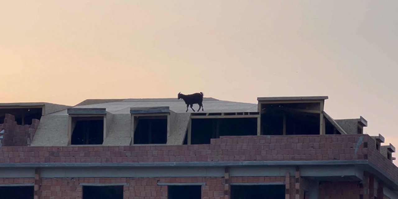 Binanın çatısında keçi operasyonu