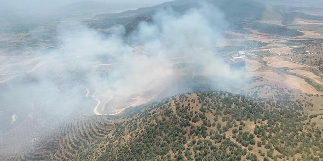 Tarlada çıktı; ormana sıçradı