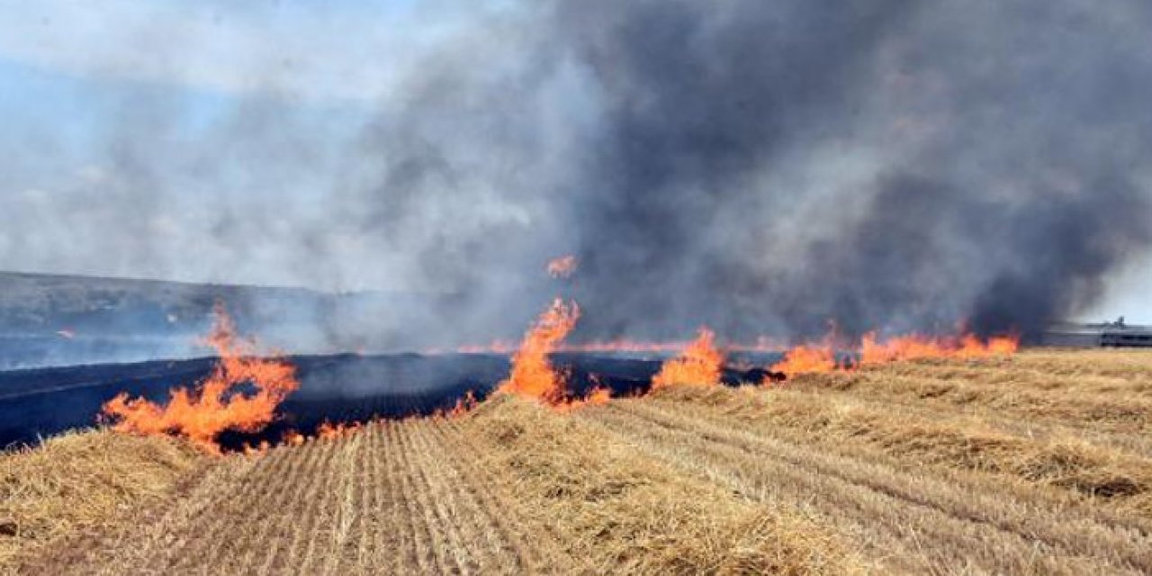 250 dönüm buğday tarlası alev alev yandı
