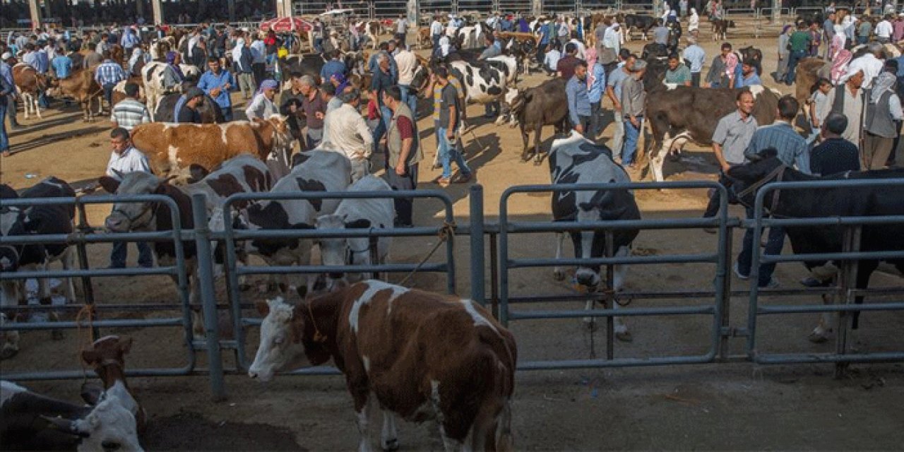Yozgat'ta şap krizi! Canlı hayvan pazarları kapatıldı